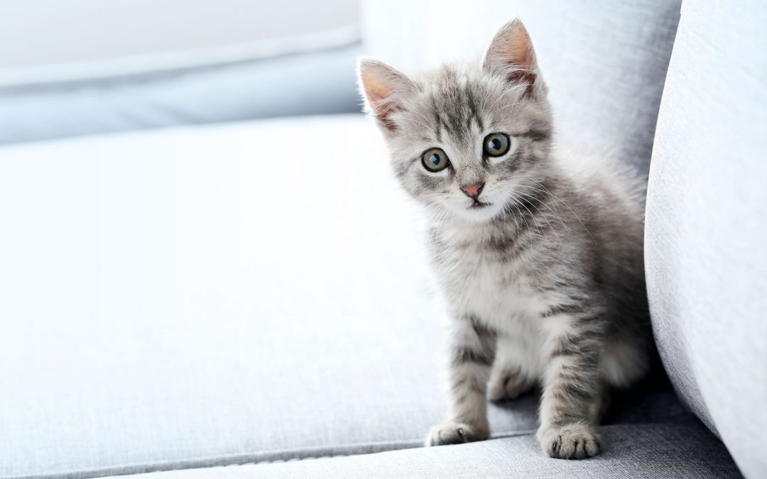 Klumpstreu – gut für Katze und Umwelt