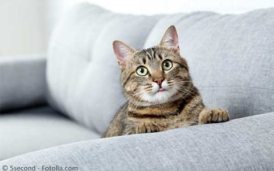 Was tun bei Unsauberkeit von Katzen?