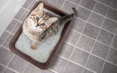 Katzenstreu wechseln – Tipps für einen problemlosen Umstieg