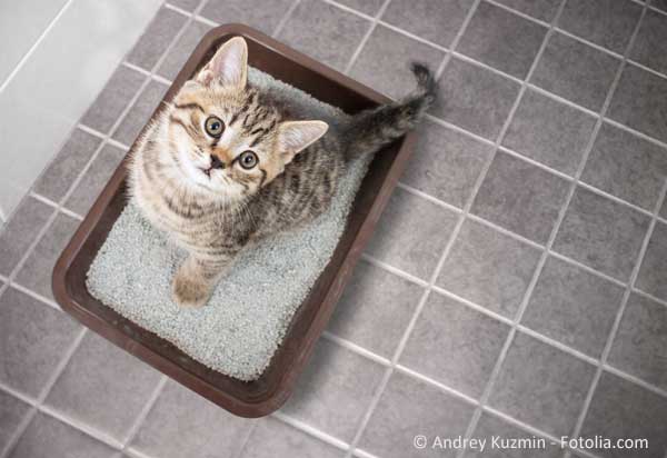 Switching cat litter – tips for a smooth changeover
