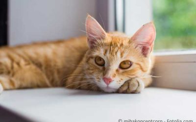 Katzenstreupellets: klumpend und einfach zu entsorgen