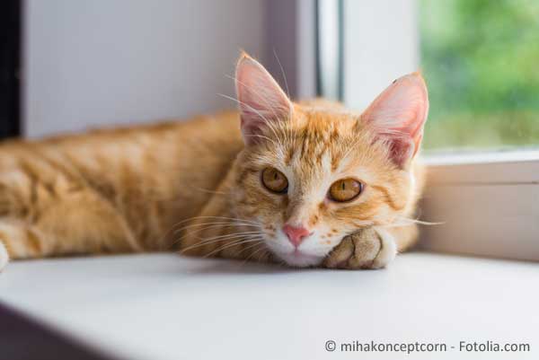 Wood pellet cat litter - COSYCAT