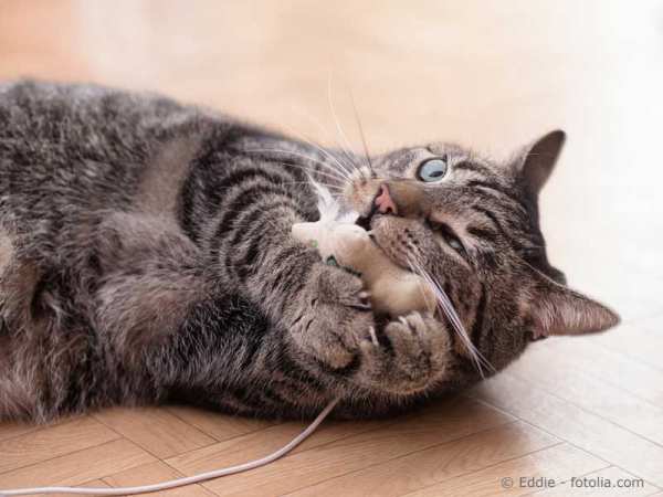 Cat care: general tips to improve your cat’s well-being
