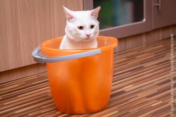 Cat in a bucket - symbolic image of litter box cleaning