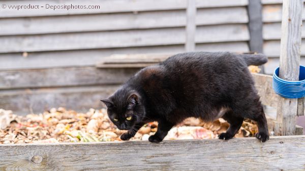 Schwarze Katze auf Brett vor Komposthaufen - Symbolbild für kompostierbare Katzenstreu