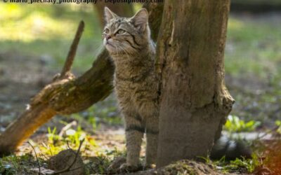 Was macht eine nachhaltige Katzenstreu aus?