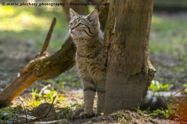 Cat sitting next to a tree in the woods - symbol picture for sustainable cat litter
