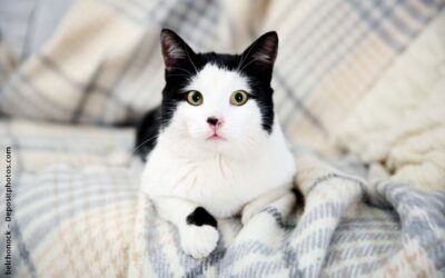 Katzenasthma: Ist Ihre Katze betroffen?