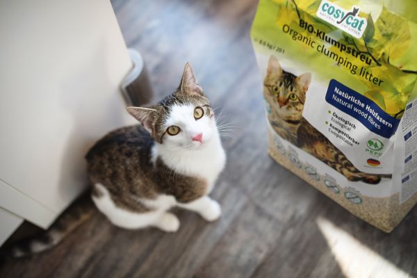 Cat in front of a bag with cat litter: symbol image of "How often to change cat litter?"